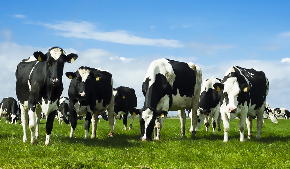 How to start a Dairy business in India?