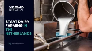 start dairy farming in the netherlands